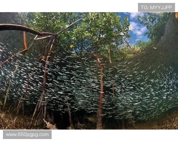 红树林网址的多样性：揭示红树林对海洋生物的影响与价值